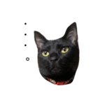 黒猫のココ（個別スタンプ：5）