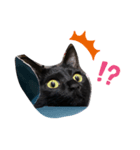黒猫のココ（個別スタンプ：6）