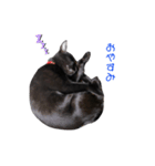 黒猫のココ（個別スタンプ：8）