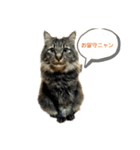8猫s奏法（個別スタンプ：1）