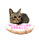 8猫s奏法（個別スタンプ：2）
