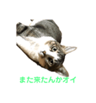 8猫s奏法（個別スタンプ：3）