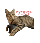 8猫s奏法（個別スタンプ：6）