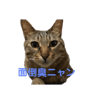 8猫s奏法（個別スタンプ：7）