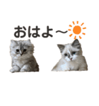 ねこたちの生活（個別スタンプ：1）