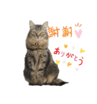 ねこたちの生活（個別スタンプ：3）