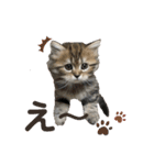 ねこたちの生活（個別スタンプ：4）