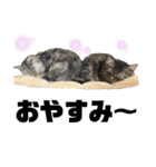 ねこたちの生活（個別スタンプ：7）