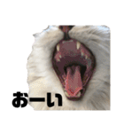 ねこたちの生活（個別スタンプ：9）