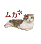 ねこたちの生活（個別スタンプ：10）