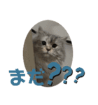 ねこたちの生活（個別スタンプ：11）
