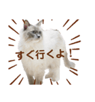 ねこたちの生活（個別スタンプ：12）
