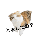 ねこたちの生活（個別スタンプ：13）