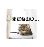 ねこたちの生活（個別スタンプ：14）