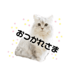 ねこたちの生活（個別スタンプ：15）