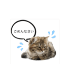 ねこたちの生活（個別スタンプ：16）
