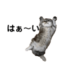 ねこたちの生活（個別スタンプ：17）