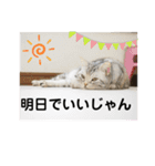 ねこたちの生活（個別スタンプ：18）