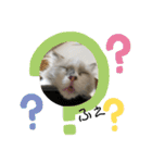ねこたちの生活（個別スタンプ：19）
