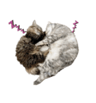 ねこたちの生活（個別スタンプ：20）