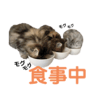 ねこたちの生活（個別スタンプ：22）