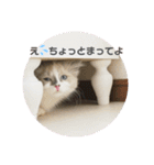 ねこたちの生活（個別スタンプ：23）
