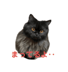 ねこたちの生活（個別スタンプ：24）