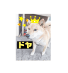 コロジチャ物語（個別スタンプ：6）