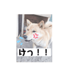 コロジチャ物語（個別スタンプ：7）