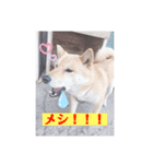 コロジチャ物語（個別スタンプ：8）