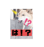 コロジチャ物語（個別スタンプ：9）
