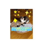 コロジチャ物語（個別スタンプ：13）