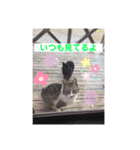 コロジチャ物語（個別スタンプ：14）