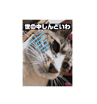コロジチャ物語（個別スタンプ：15）
