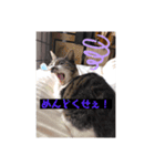 コロジチャ物語（個別スタンプ：16）