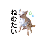 チワワのWILLくん♪（個別スタンプ：1）