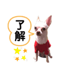 チワワのWILLくん♪（個別スタンプ：2）