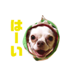 チワワのWILLくん♪（個別スタンプ：4）