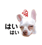 チワワのWILLくん♪（個別スタンプ：5）