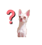 チワワのWILLくん♪（個別スタンプ：7）