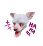 チワワのWILLくん♪（個別スタンプ：10）