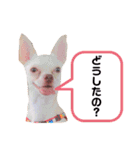 チワワのWILLくん♪（個別スタンプ：11）
