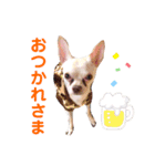 チワワのWILLくん♪（個別スタンプ：12）