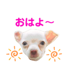チワワのWILLくん♪（個別スタンプ：15）