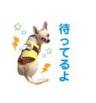 チワワのWILLくん♪（個別スタンプ：16）