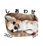 キキたんず17(くぅとねねも一緒)（個別スタンプ：1）