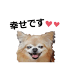 キキたんず17(くぅとねねも一緒)（個別スタンプ：3）
