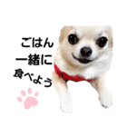 キキたんず17(くぅとねねも一緒)（個別スタンプ：13）