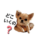 キキたんず17(くぅとねねも一緒)（個別スタンプ：15）