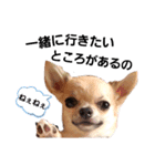 キキたんず17(くぅとねねも一緒)（個別スタンプ：16）